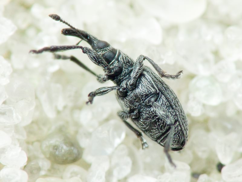 Catapion seniculus \ meieri